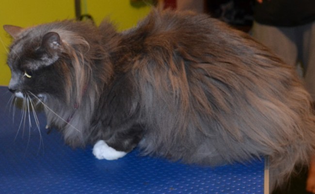Lea is a Long hair Domestic. She had her fur shaved down, nails clipped and her ears cleaned. Pampered by Kylies cat Grooming Services Also All Size Dogs.