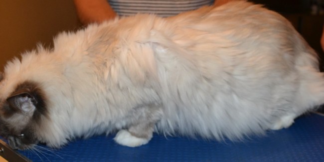 Jasmin is a Ragdoll. She had her matted fur shaved down, nails clipped and ears cleaned.  Pampered by Kylies Cat Grooming services Also All Size Dogs