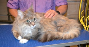 Sashca is a Mainecoon. She had her matted fur shaved off, nails clipped and ears cleaned. Pampered by Kylies cat Grooming services Also All Size Dogs.