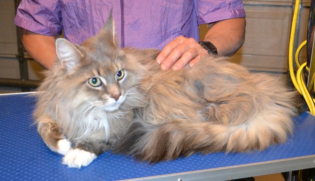 Sashca is a Mainecoon. She had her matted fur shaved off, nails clipped and ears cleaned.  Pampered by Kylies cat Grooming services Also All Size Dogs.