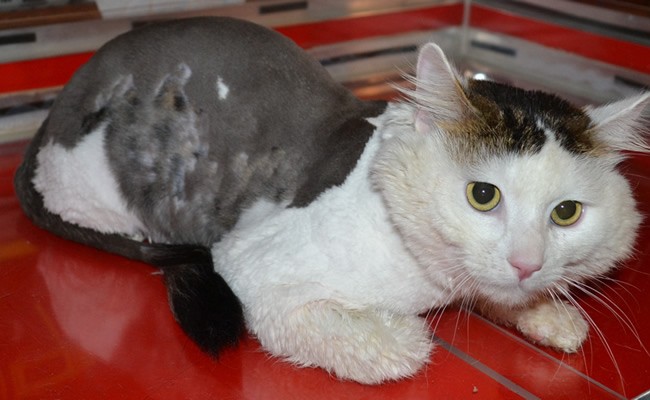 Golem is a Long hair Domestic. He had his matted fur shaved off, nails clipped, ears cleaned and a wash n blow dry. Pampered by Kylies cat Grooming Services Also All Size Dogs.
