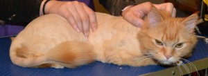 Simba is a Medium Hair Domestic. He had his fur shaved off, ears cleaned, nails clipped and is wearing of of our cat coats. Pampered by Kylies Cat Grooming Services Also All Size Dogs