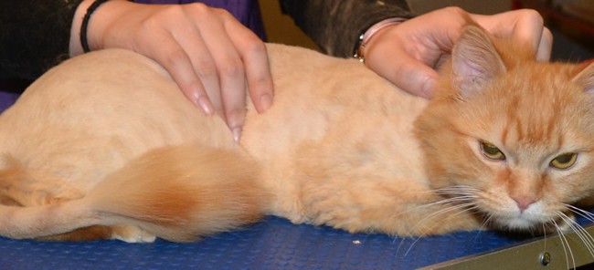 Simba is a Medium Hair Domestic.  He had his fur shaved off, ears cleaned, nails clipped and is wearing of of our cat coats.  Pampered by Kylies Cat Grooming Services Also All Size Dogs