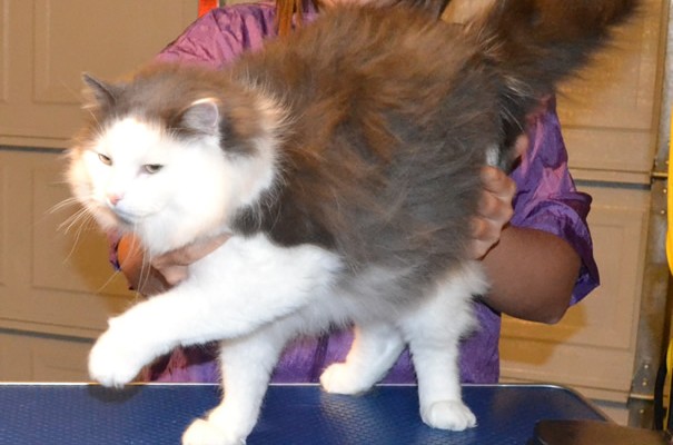Dave is a Ragdoll.  He had his fur shaved down, nails clipped and his ears cleaned.  Pampered by Kylies Cat Grooming services Also All Size Dogs.