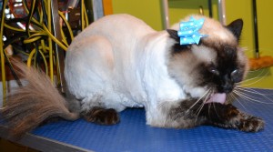 Sassy is a Ragdoll. She had her fur shaved down, nails clipped, ears cleaned and a wash n blow dry. Pampered by Kylies Cat grooming services Also All Size Dogs.