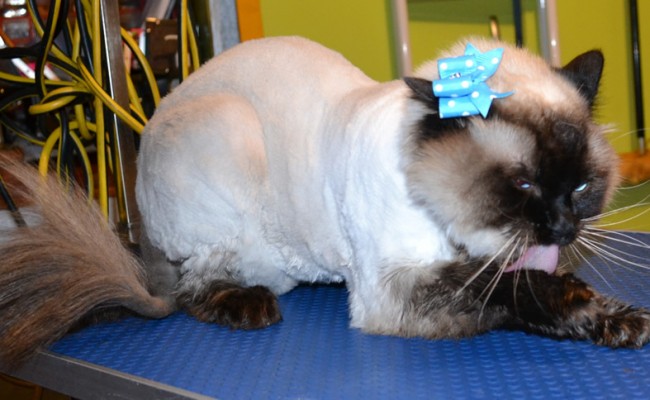 Sassy is a Ragdoll. She had her fur shaved down, nails clipped, ears cleaned and a wash n blow dry. Pampered by Kylies Cat grooming services Also All Size Dogs..