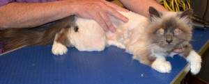 Jesse is a Burman. He had his matted fur shaved, nails clipped and ears cleaned. Pampered by Kylies Cat Grooming Services Also All Size Dogs.