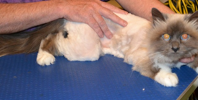 Jesse is a Burman.  He had his matted fur shaved, nails clipped and ears cleaned.  Pampered by Kylies Cat Grooming Services Also All Size Dogs.