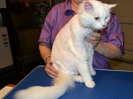 Batista is a Medium Hair Moggy. He had his matted fur shaved, nails clipped and his ears cleaned. Pampered by at Kylies Cat Grooming services Also All Size Dogs.