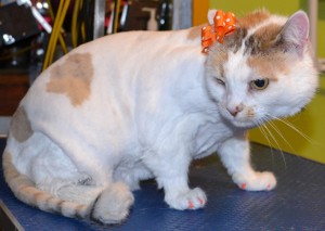 Crystal is a 12 yr old Short Hair Domestic. She had her fur shaved down, nails clipped, ears cleaned , a wash n blow dry and Orange Softpaw nails caps. Pampered by Kylies Cat Grooming services Also All Size Dogs.