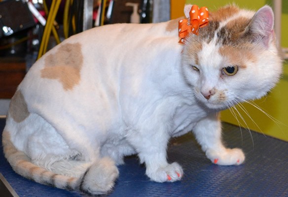 Crystal is a 12 yr old Short Hair Domestic.  She had her fur shaved down, nails clipped, ears cleaned , a wash n blow dry and Orange Softpaw nails caps.  Pampered by Kylies Cat Grooming services Also All Size Dogs.