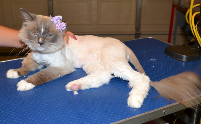 Jasmin is a Ragdoll. She had her matted fur shaved down, nails clipped and ears cleaned.  Pampered by Kylies Cat Grooming services Also All Size Dogs