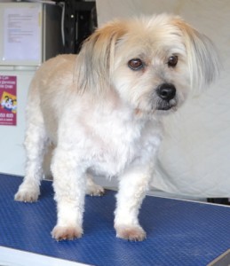 Homie is a Maltese x Pomeranian. He had a comb clip, wash n blow dry, ears and eyes cleaned and his nails clipped. Pampered by Kylies Cat Grooming Services Also All Size Dogs.