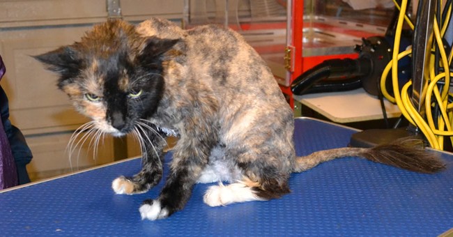 Jonesy is a 18 year old long hair moggy. She had her matted fur shaved down, nails clipped,ears cleaned and a wash n Blow dry .  Pampered by Kylies cat Grooming services Also All Size Dogs.