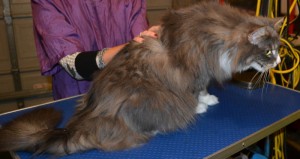 Mia is a Long hair Domestic x Ragdoll. She had her matted fur shaved off, nails clipped, ears cleaned and a wash n blow dry. Pampered by Kylies Cat Grooming services Also All Size Dogs.