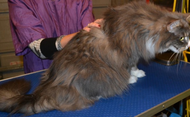 Mia is a Long hair Domestic x Ragdoll. She had her matted fur shaved off, nails clipped, ears cleaned and a wash n blow dry. Pampered by Kylies Cat Grooming services Also All Size Dogs.