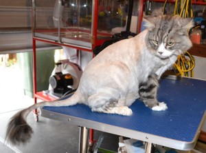 Thrasher is a Long hair Moggy. He had his fur shaved, nails clipped and his eyes and ears cleaned. Pampered by Kylies cat Grooming services Also All Size Dogs.