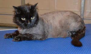 Charlie is a Long hair Moggy. He had his fur shaved, nails clipped, ears cleaned and a wash n blow dry. Pampered by Kylies Cat Grooming Services Also All Size Dogs.