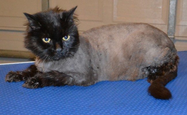 Charlie is a Long hair Moggy.  He had his fur shaved, nails clipped, ears cleaned and a wash n blow dry.  Pampered by Kylies Cat Grooming Services Also All Size Dogs.