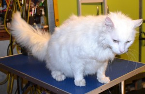 Jett is a Long hair Domestic. He had his fur shaved down, nails clipped, ears cleaned and a wash n Blow dry . Pampered by Kylies cat Grooming services Also All Size Dogs.