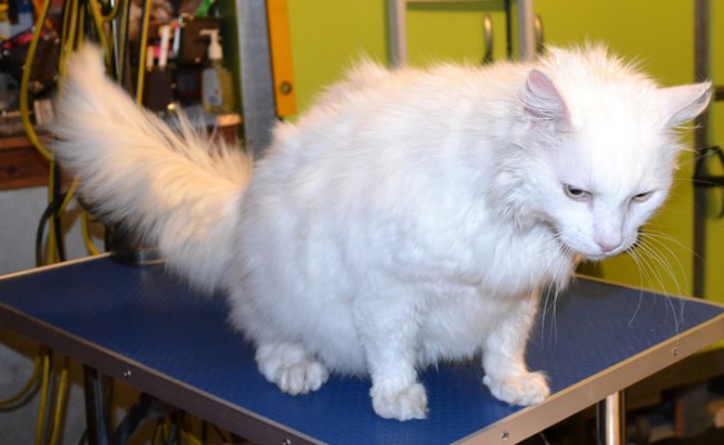 Jett is a Long hair Domestic. He had his fur shaved down, nails clipped, ears cleaned and a wash n Blow dry .  Pampered by Kylies cat Grooming services Also All Size Dogs.