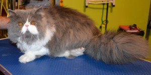 Pishi is a Persian. He had his fur shaved down, nails clipped, ears cleaned and a full set of Black Softpaw nail Caps. Pampered by Kylies Cat Grooming services Also All Size Dogs.