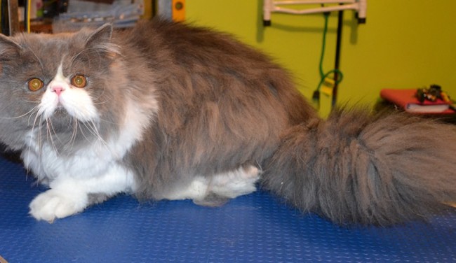 Pishi is a Persian. He had his fur shaved down, nails clipped, ears cleaned and a full set of Black Softpaw nail Caps. Pampered by Kylies Cat Grooming services Also All Size Dogs.