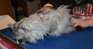 Kaspa is a Chinichilla X. She had her matted fur shaved off, nails clipped, ears cleaned and Blue Softpaw nail caps. Pampered by Kylies Cat Grooming Services Also All Size Dogs.