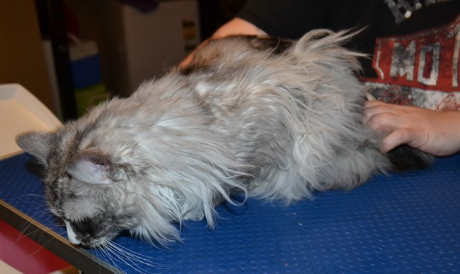 Kaspa is a Chinichilla X.  She had her matted fur shaved off, nails clipped, ears cleaned and Blue Softpaw nail caps.   Pampered by Kylies Cat Grooming Services Also All Size Dogs.