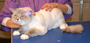 Rosie is a Ragdoll. She had her matted fur shaved off, nails clipped, ears cleaned and Purple Softpaw nails caps. Pampered by Kylies Cat Grooming Services Also All Size Dogs.