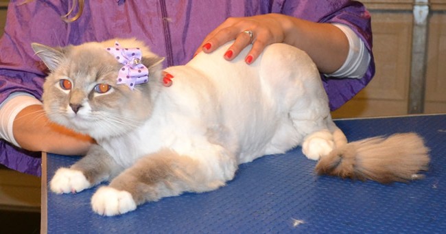 Rosie is a Ragdoll.  She had her matted fur shaved off, nails clipped, ears cleaned and Purple Softpaw nails caps.  Pampered by Kylies Cat Grooming Services Also All Size Dogs.