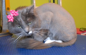 Lea is a Long hair Domestic. She had her fur shaved down, nails clipped and her ears cleaned. Pampered by Kylies cat Grooming Services Also All Size Dogs.