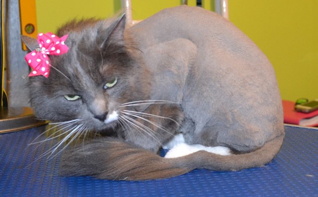 Lea is a Long hair Domestic. She had her fur shaved down, nails clipped and her ears cleaned. Pampered by Kylies cat Grooming Services Also All Size Dogs.