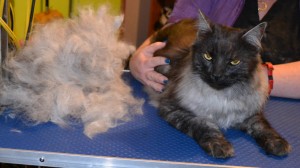 Oscar is a Long Hair Moggy. He had his matted fur shaved off underneath, a brush out on top, a comb clip along his top chest, ears cleaned and his nails clipped. Pampered by Kylies Cat Grooming Services Also All Size Dogs