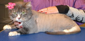 Mia is a Long hair Domestic x Ragdoll. She had her matted fur shaved off, nails clipped, ears cleaned and a wash n blow dry. Pampered by Kylies Cat Grooming services Also All Size Dogs.