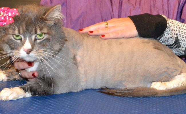 Mia is a Long hair Domestic x Ragdoll. She had her matted fur shaved off, nails clipped, ears cleaned and a wash n blow dry. Pampered by Kylies Cat Grooming services Also All Size Dogs.