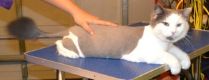 Dave is a Ragdoll. He had his fur shaved down, nails clipped and his ears cleaned. Pampered by Kylies Cat Grooming services Also All Size Dogs.