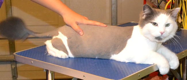 Dave is a Ragdoll.  He had his fur shaved down, nails clipped and his ears cleaned.  Pampered by Kylies Cat Grooming services Also All Size Dogs.