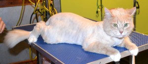 Milo is a Medium Hair Ginger. He had his fur shave down, nails clipped and ears cleaned. Pampered by Kylies Cat Grooming Services Also All Size Dogs