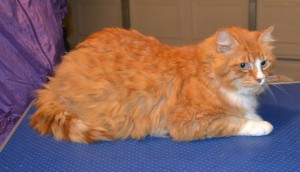 Flash is a Short hair Ginger. He had his matted fur shaved down, nails clipped and ears cleaned. Pampered by Kylies Cat Grooming services Also All Size Dogs.