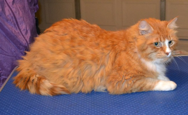 Flash is a Short hair Ginger.  He had his matted fur shaved down, nails clipped and ears cleaned.  Pampered by Kylies Cat Grooming services Also All Size Dogs.
