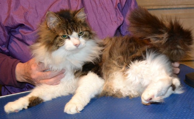 Sqiggle is a 16 yr old Long hair moggy.  He had his matted fur shaved down and the rest comb clipped, nails clipped, ears cleaned and a full set of Black Softpaw nail caps.  Pampered by Kylies Cat Grooming services Also All Size Dogs.