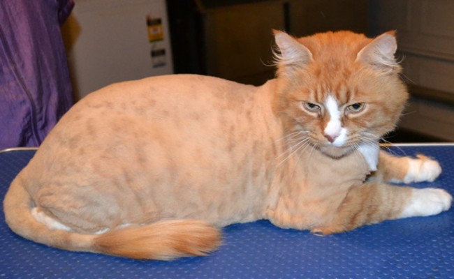 Flash is a Short hair Ginger.  He had his matted fur shaved down, nails clipped and ears cleaned.  Pampered by Kylies Cat Grooming services Also All Size Dogs.