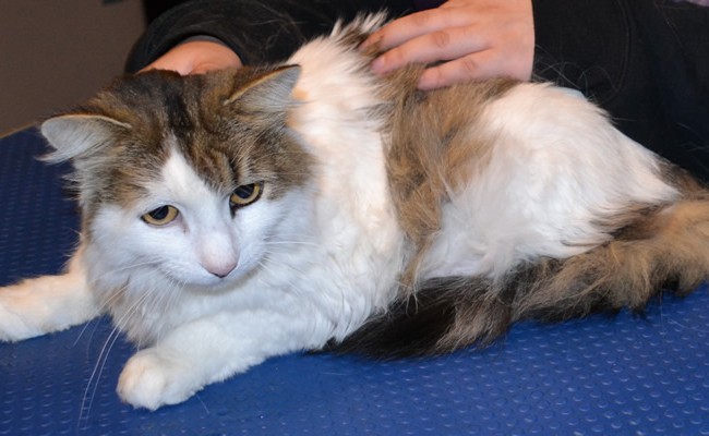 Kotik is a Long hair Domestic.  She had her Fur shaved, nails clipped, ears cleaned and a wash n blow dry. Pampered by Kylies Cat Grooming services Also All Size Dogs.