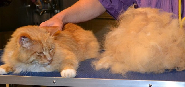 Frannie is a Medium Hair Ginger. She had her nails clipped, ears and eyes cleaned and her fur raked. Pampered by Kylies Cat Grooming services Also All Size Dogs.