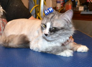 Kaspa is a Chinichilla X. She had her matted fur shaved off, nails clipped, ears cleaned and Blue Softpaw nail caps. Pampered by Kylies Cat Grooming Services Also All Size Dogs.