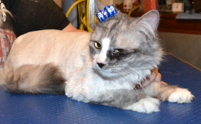 Kaspa is a Chinichilla X.  She had her matted fur shaved off, nails clipped, ears cleaned and Blue Softpaw nail caps.   Pampered by Kylies Cat Grooming Services Also All Size Dogs.