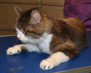 Sqiggle is a 16 yr old Long hair moggy. He had his matted fur shaved down and the rest comb clipped, nails clipped, ears cleaned and a full set of Black Softpaw nail caps. Pampered by Kylies Cat Grooming services Also All Size Dogs.