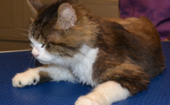 Sqiggle is a 16 yr old Long hair moggy.  He had his matted fur shaved down and the rest comb clipped, nails clipped, ears cleaned and a full set of Black Softpaw nail caps.  Pampered by Kylies Cat Grooming services Also All Size Dogs.