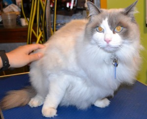Cat is a ragdoll. He had his fur shaved, nails clipped, ears cleaned and a wash n blow dry. Pampered by Kylies Cat Grooming Services Also All Size Dogs.